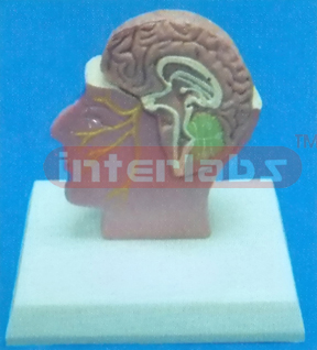 DESKTYPE SMALL. MEDIAN SECTION OF THE HEAD WITH DISSECTIBLE HALF BRAIN